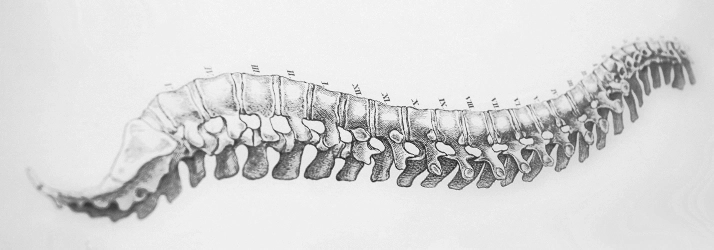 Chiropractic Chesterfield MI Spine Drawing A grey drawing of a spine.